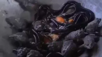 国外制作黑暗料理，这还是生的就直接煮，也不挖内脏，这谁敢吃啊，难道是不干不净吃了没病吗？