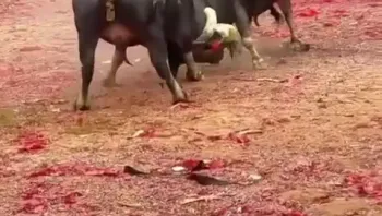 这牛太猛了，吃太多了开干了屎都打出来了，国外斗牛哪里有这个看着爽