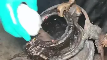 兄弟你确定这个能吃，还是去印度三哥哪里学回来的，熟没有先就敢开，这我是不敢吃